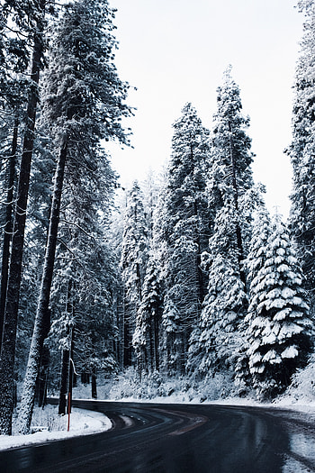Winter, Nature, Trees, Snow, Road, Turn HD phone wallpaper