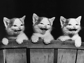 Animals, Bw, Chb, Playful, Fear, Three, Kittens HD wallpaper
