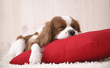 Animals, Dogs HD wallpaper