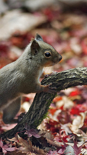 Squirrel leaves autumn, Cute squirrel background HD phone wallpaper
