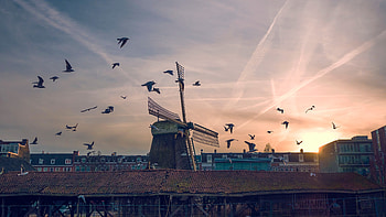 Nature, Birds, Sky, Building, Mill HD wallpaper