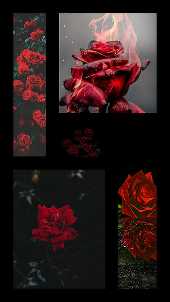 Roses, red, black, black asthetic HD phone wallpaper