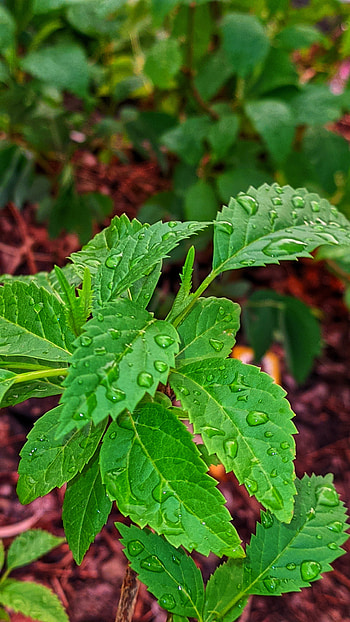 Green India, urtica, plant stem HD phone wallpaper