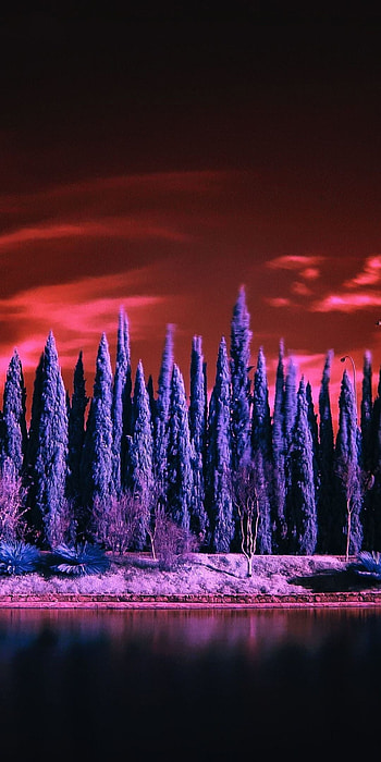 Cypress trees, Lake infrared, nature HD phone wallpaper