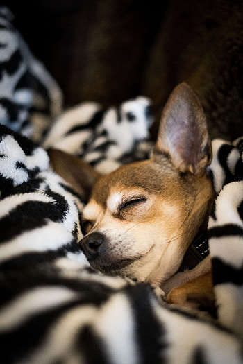 Animals, Dog, Pet, Sleep, Dream, Blanket, Chihuahua HD phone wallpaper