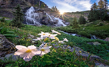 Landscape nature, nature, flowers, , sunset HD wallpaper