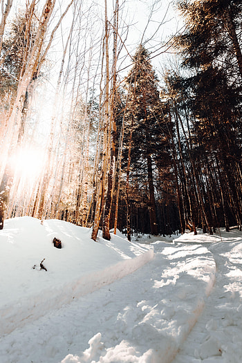 Winter, Nature, Pine, Snow, Road HD phone wallpaper