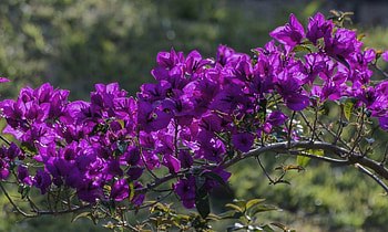 Purple, beautiful, flowers, tree HD wallpaper