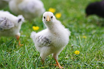 Close-up of a fluffy chick exploring grass, perfect for nature and animal graphy HD wallpaper