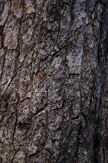Wood, Tree, Texture, Textures, Brown, Relief, Bark HD phone wallpaper