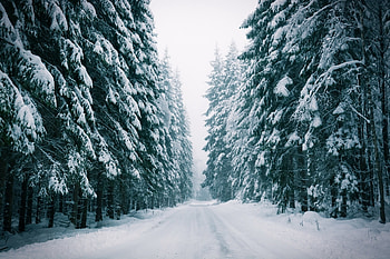 Winter, nature, snow, tree HD wallpaper