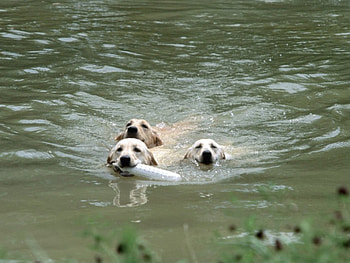 PHELPS' pets, swim, dogs HD wallpaper