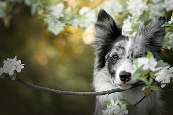 Animal, Border Collie, Blossom, Depth Of Field, Dog, White Flower, Dogs HD wallpaper