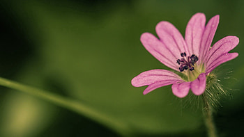 Background, Flower, Macro, Light, Petals, Light Coloured HD wallpaper