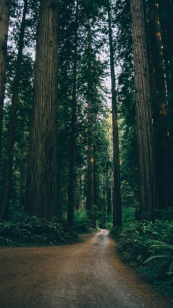 Forest, Forest Trees HD phone wallpaper