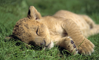 Animals, Grass, Young, Lion, Predator, Sleep, Dream, Joey, Lion Cub HD wallpaper