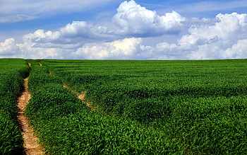 Landscape, Nature, Summer, Road, Field HD wallpaper