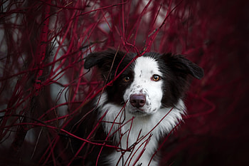 Border Collie, white, red, dog, black, caine HD wallpaper