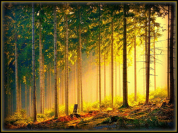 Glow, golden light, rays, sunlight, trees, forest HD wallpaper