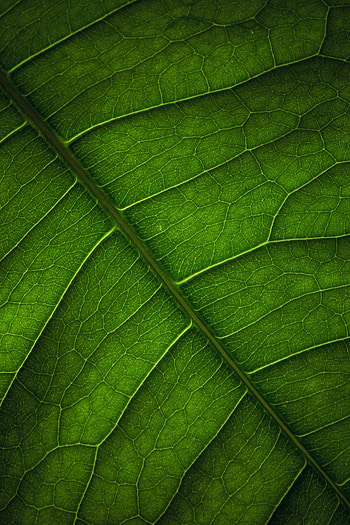 Macro, Surface, Leaflet, Veins HD phone wallpaper