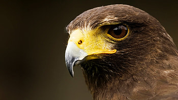 Majestic hawk, Powerful creature, Hunter's vision HD wallpaper