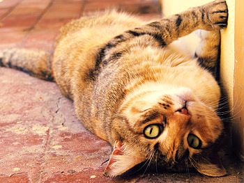 Animals, Cat, To Lie Down, Lie, Muzzle, Playful HD wallpaper
