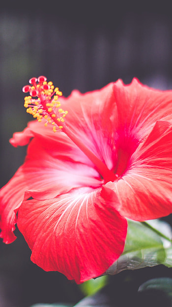 Flower , Hibiscus red, Nature's beauty, background HD phone wallpaper
