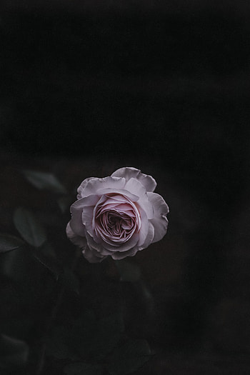 Flowers, Pink, Rose Flower, Rose, Bud, Blur, Smooth, Garden HD phone wallpaper