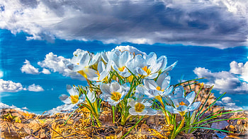 Crocus Sky, clouds, sky, spring, blossoms HD wallpaper