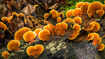reishi , resources, Mushroom graphy, Visual inspiration HD wallpaper