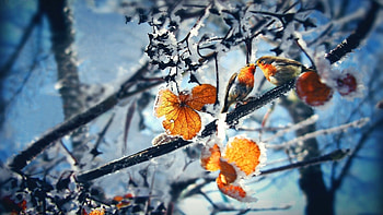 Landscape, Winter, Leaves HD wallpaper