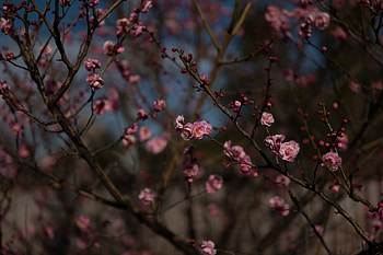 Flowers, Pink, Sakura, Macro, Branches HD wallpaper