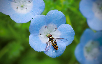 Flower, Plant, Macro, Insect HD wallpaper
