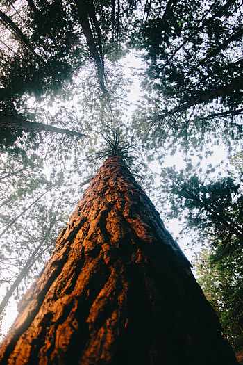 Nature, Trees, Wood, Forest, Tree, Crown, Krone, Trunk HD phone wallpaper