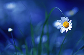 Plants, Flowers, Camomile HD wallpaper