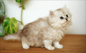 Sweet Kitten, sweet, kitten, white, animals HD wallpaper