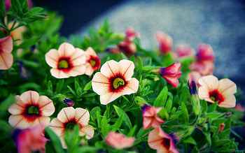 Flowers, Macro, Petals, Striped HD wallpaper