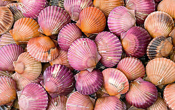 Shells, summer, shell, pink, skin, texture HD wallpaper