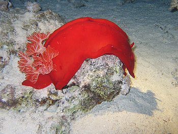 Sea-Anemone-26, sea, oceanlife, nature, plants HD wallpaper