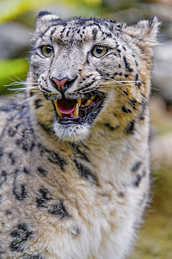 Animals, Snow Leopard, Grin, Predator, Big Cat, Irbis HD phone wallpaper