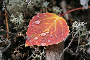 Colorful Leaf in the Moss, color, graphy, moss, leaf, nature HD wallpaper