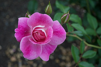 Pink Rose, rose, stems, pink, buds, nature, bush HD wallpaper