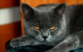 Animals, Cat, Yellow Eyes, British, Gray Color, Grey Color HD wallpaper
