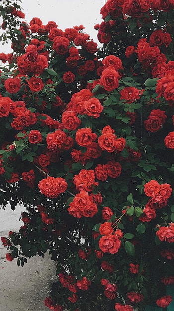 Rose Aesthetic, Red HD phone wallpaper