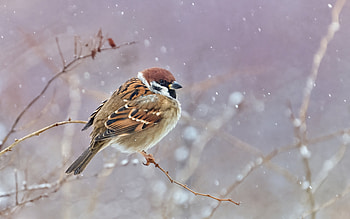 Sparrow, animal, nature, bird HD wallpaper