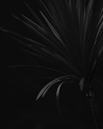Plant, Palm, Branch HD phone wallpaper