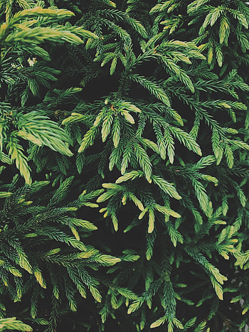 Nature, Coniferous, Plant, Wood, Tree, Evergreen HD phone wallpaper