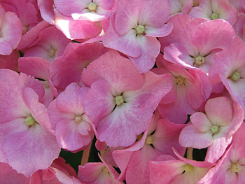 Plants, Flowers, Background HD wallpaper