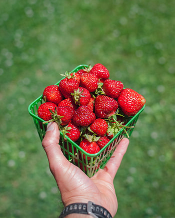Food, Strawberry, Hand, Berry, Box HD phone wallpaper