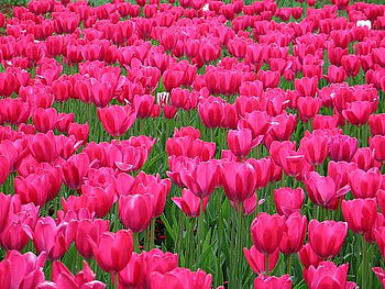 Pink Flowers, pink, beautiful, flowers HD wallpaper